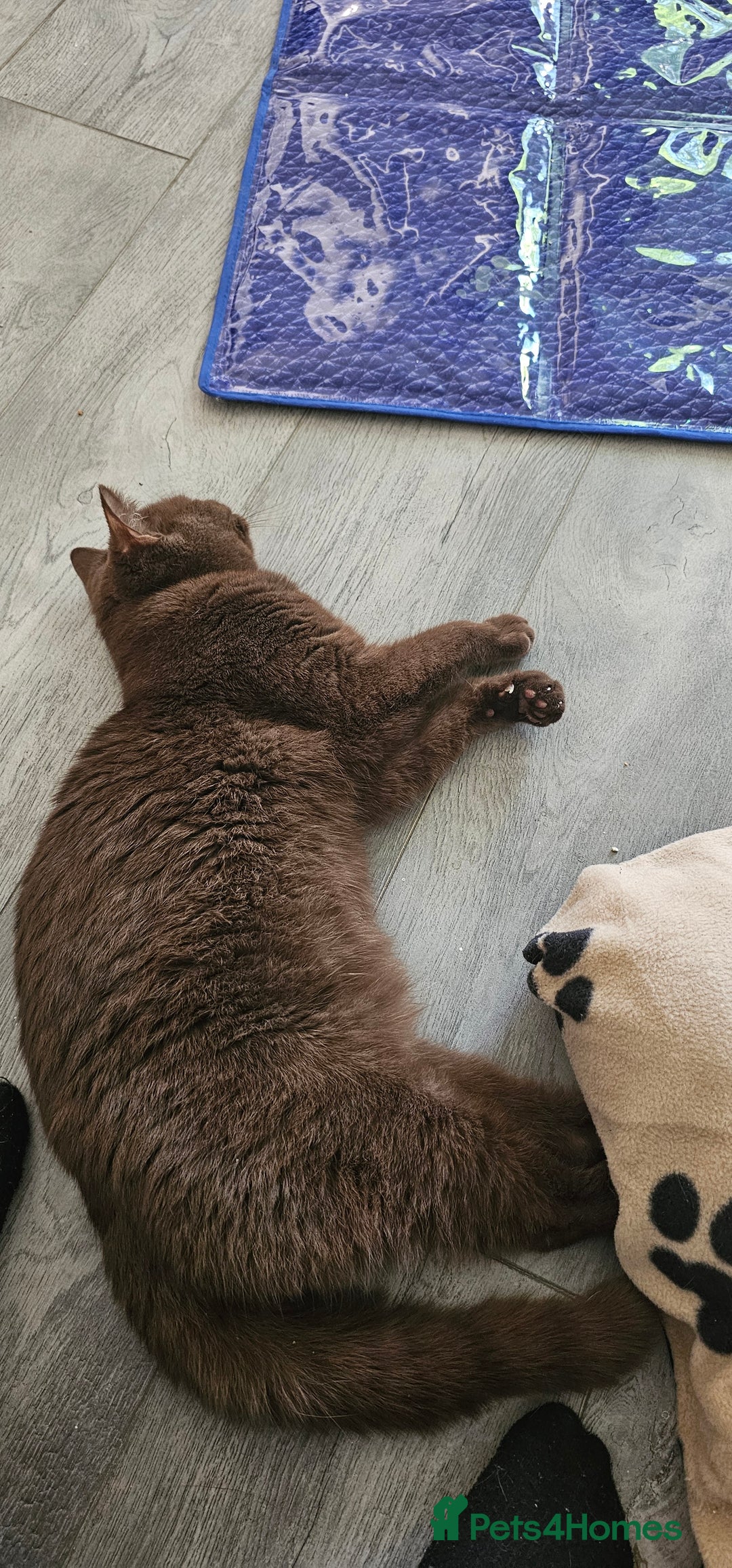 British Shorthair cats for sale: Purebred British Shorthair Female Cat - Image 5