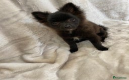 Pomeranian dogs for sale: 💕Beautiful Black Pomeranian Girl💕 - Image 7
