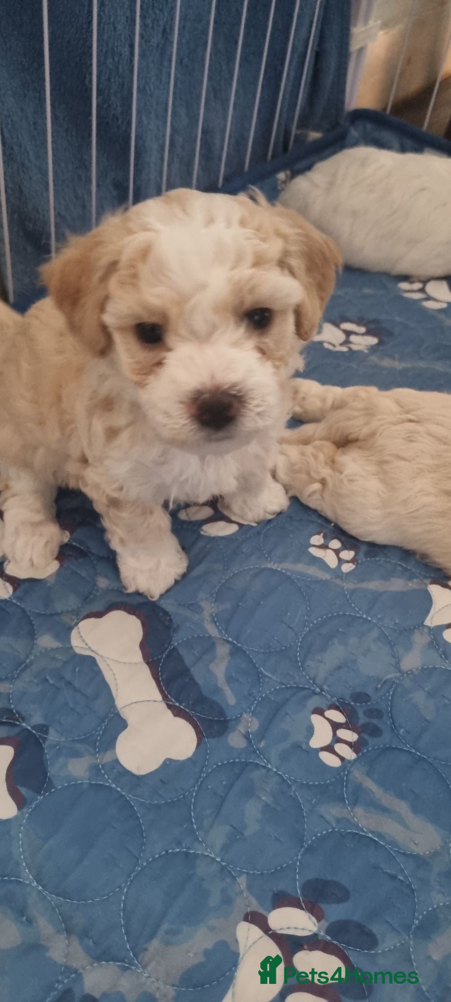 Bichon Frise dogs Bichon maltese for sale. - Advert 2