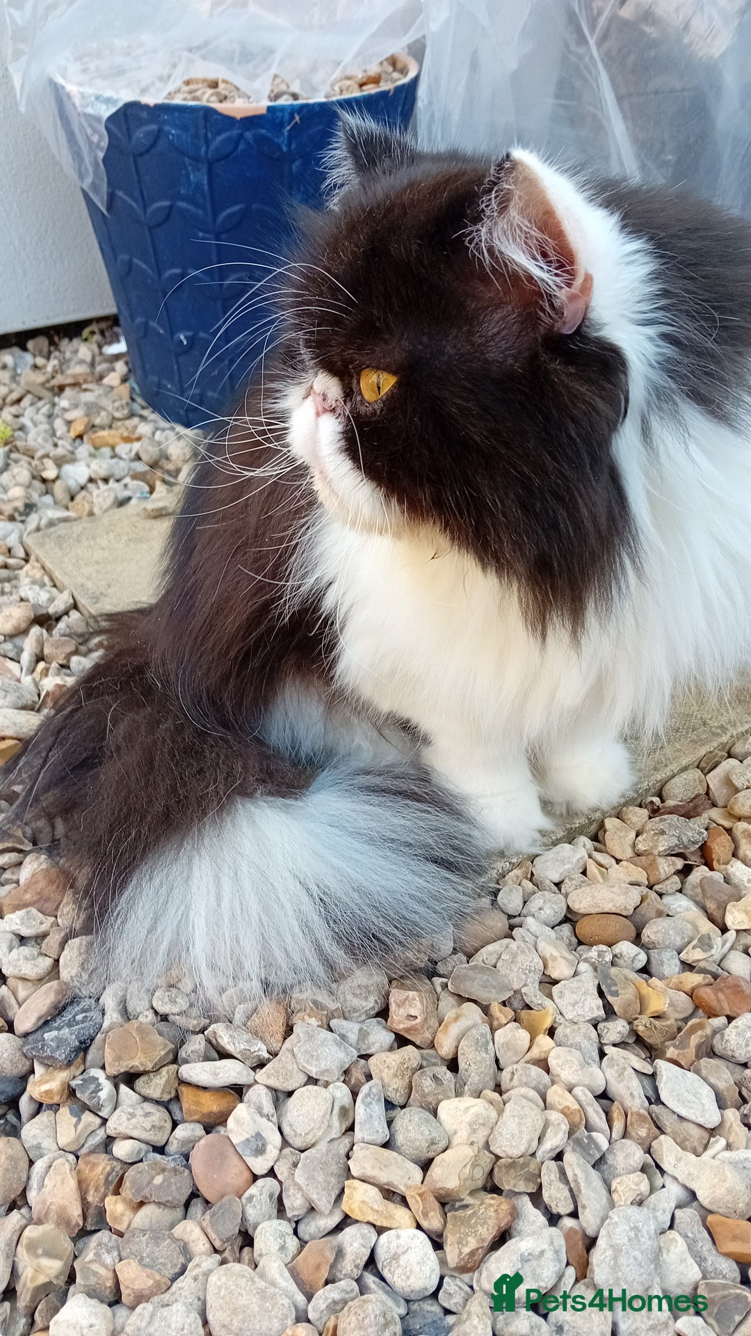 Persian cats for sale: Persian cat  - Image 6