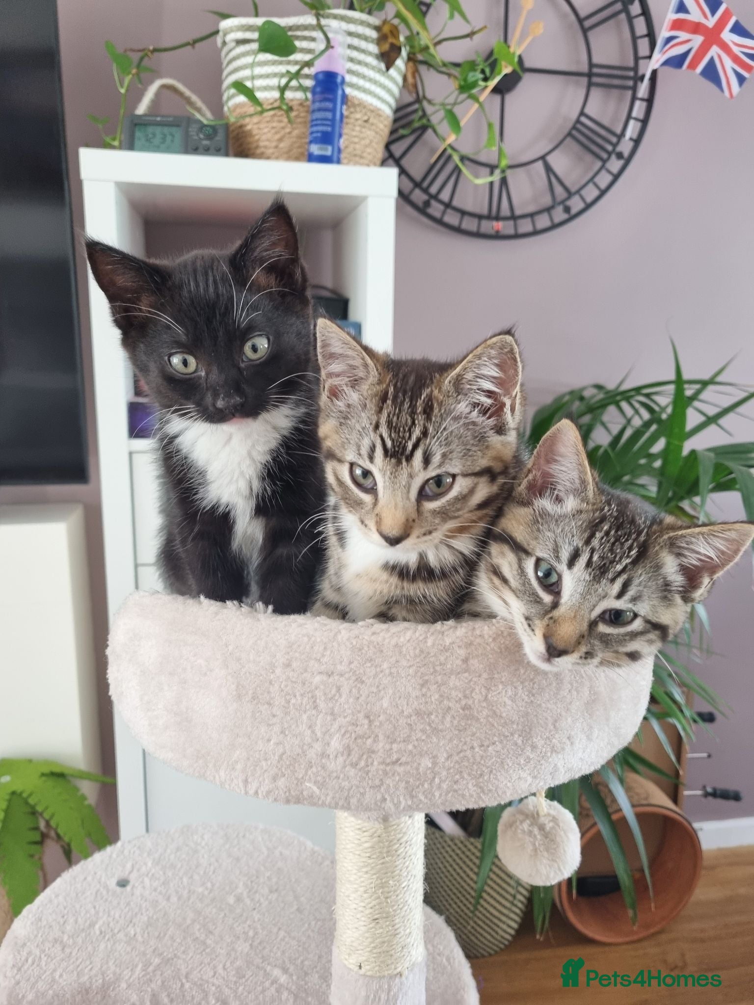 Mixed Breed cats Mixed Ragdoll kittens - Advert 17