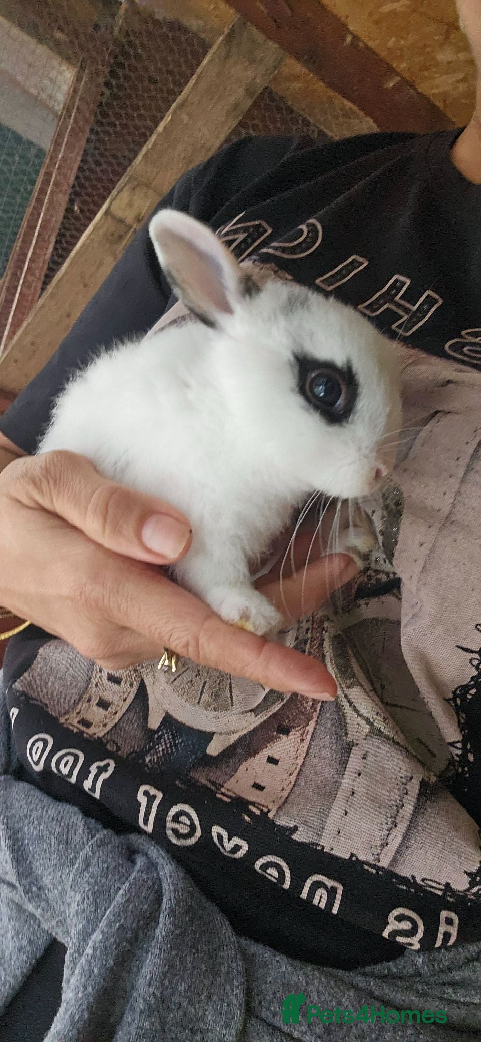 Mixed Breed rabbits They are mix Rex and Dutch  - Advert 21