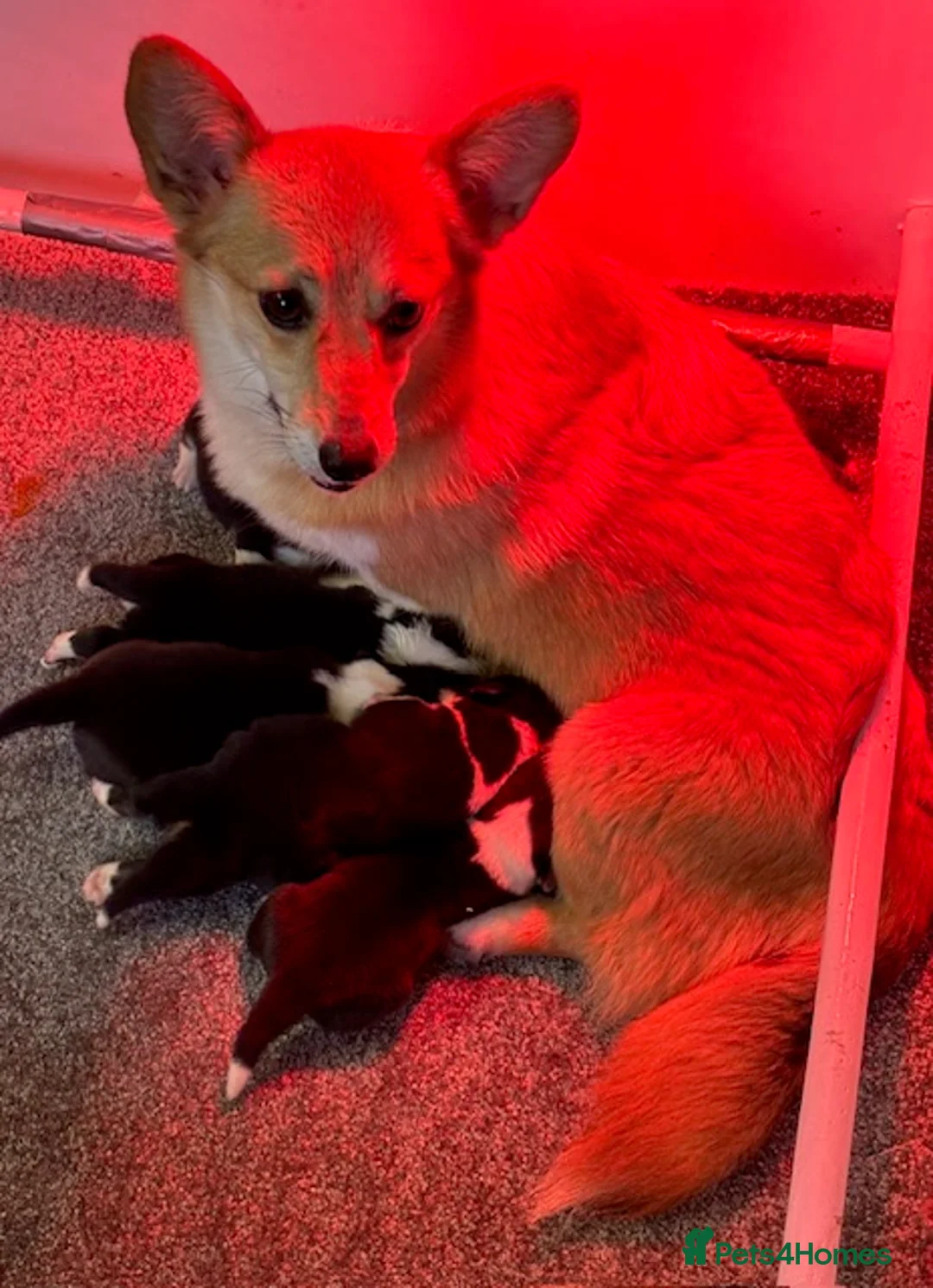 Welsh Corgi Pembroke dogs for sale: KC litter, health tested parents, licensed breeder - Advert 23