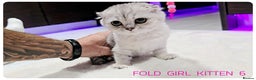 Scottish Fold cats for sale: SCOTTISH FOLD KITTENS (DELIVERY  AVAILABLE) - Advert 19