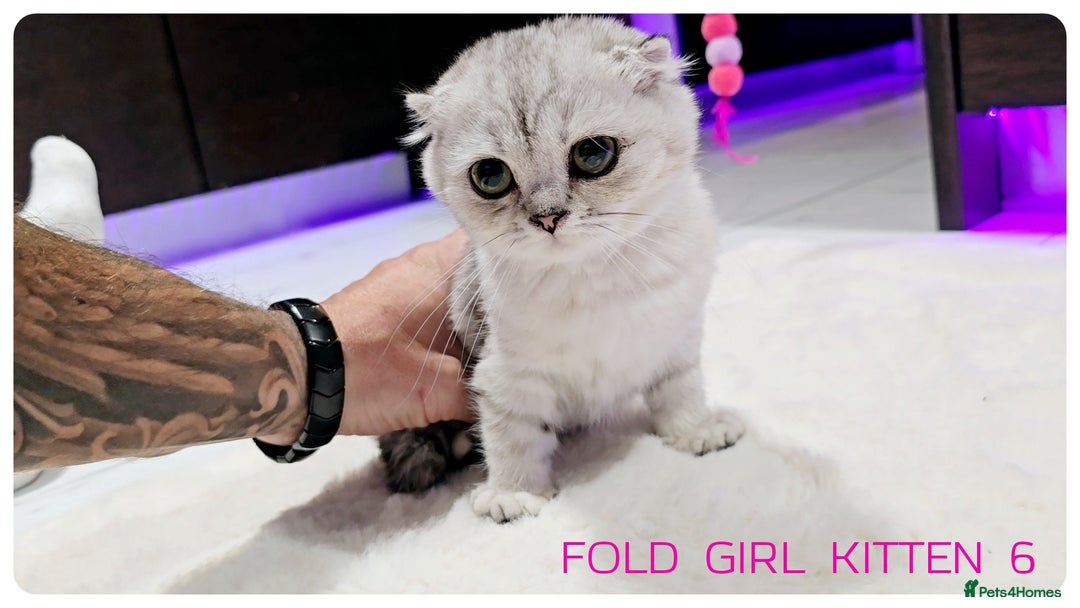 Scottish Fold cats for sale: SCOTTISH FOLD KITTENS (DELIVERY  AVAILABLE) - Image 20