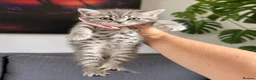 Mixed Breed cats for sale: Beautiful British Shorthair Cross Kittens 🐾 - Advert 13