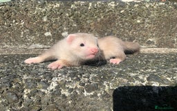 Ferret rodents for sale: Semi Angora ferret - Image 4