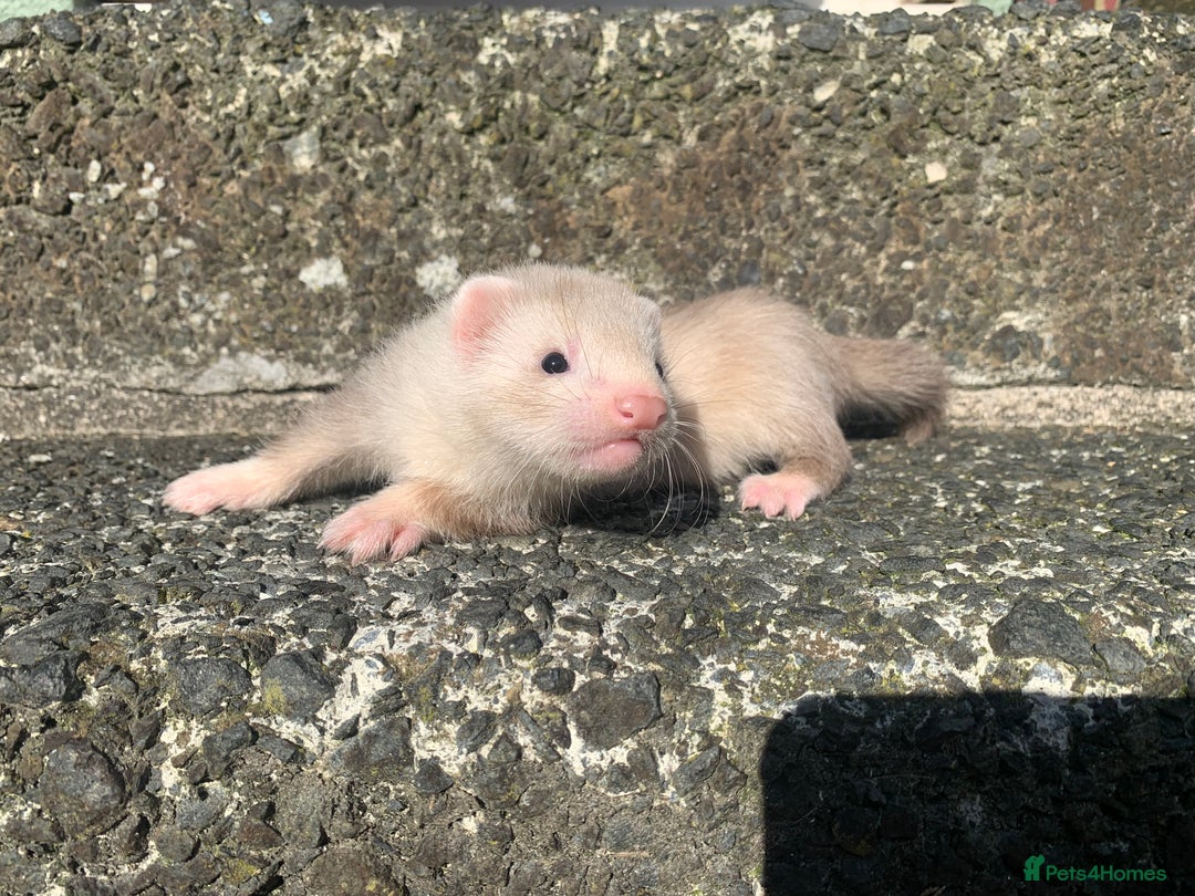 Ferret rodents for sale: Semi Angora ferret - Image 4