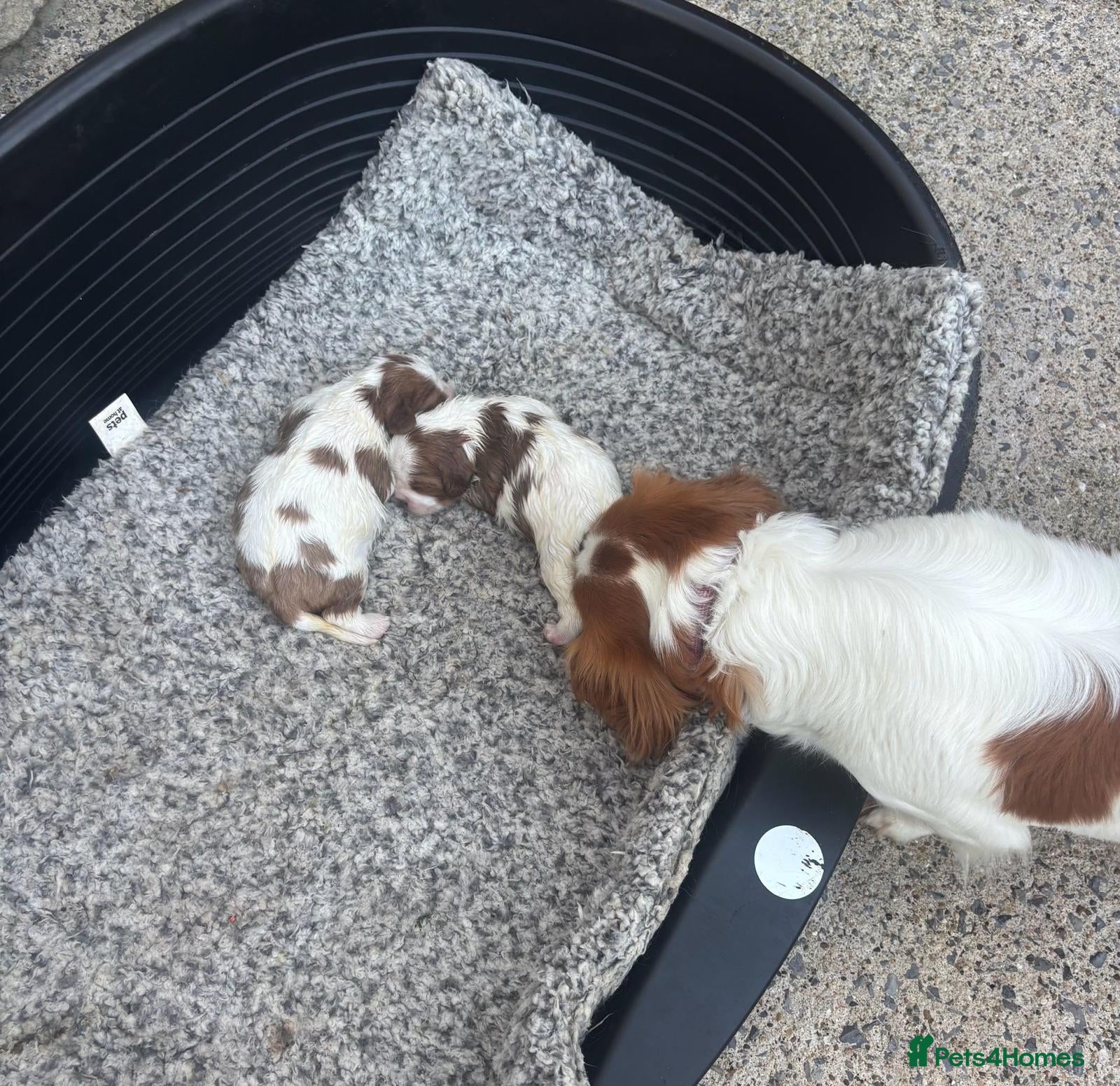 Cavalier King Charles Spaniel dogs Beautiful Cavalier King Charles Spaniel Puppies  - Advert 2