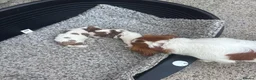 Cavalier King Charles Spaniel dogs for sale: Beautiful Cavalier King Charles Spaniel Puppies  - Advert 2