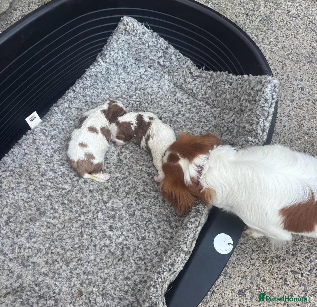 Cavalier King Charles Spaniel dogs for sale: Beautiful Cavalier King Charles Spaniel Puppies  - Advert 2