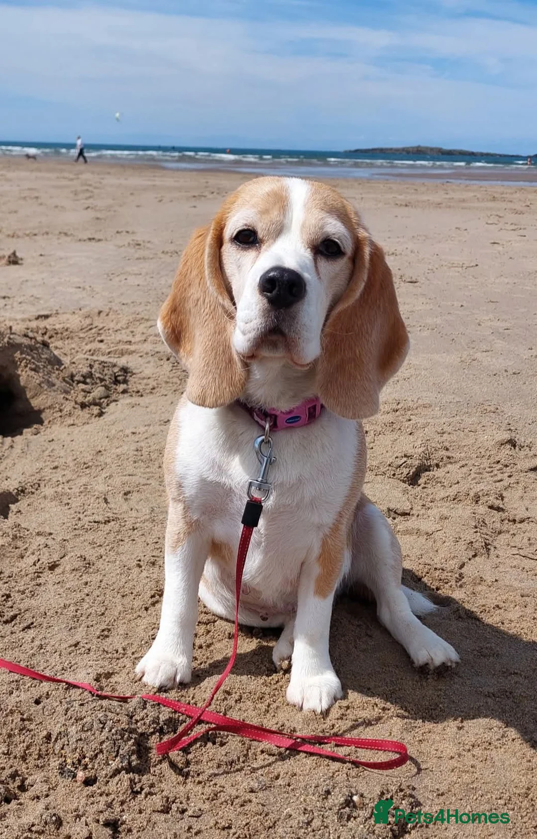 Beagle dogs for sale: RKC health tested, family reared puppies for sale in Leek - Advert 2