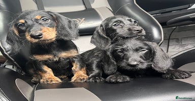 Doxiepoo dogs - Advert 12