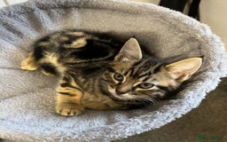 Mixed Breed cats for sale: 🐾Gorgeous Male Kittens Looking for Loving Homes🐾 - Image 2