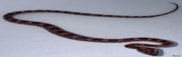 Corn Snake reptiles for sale: Baby Corn Snakes 🐍  - Advert 24