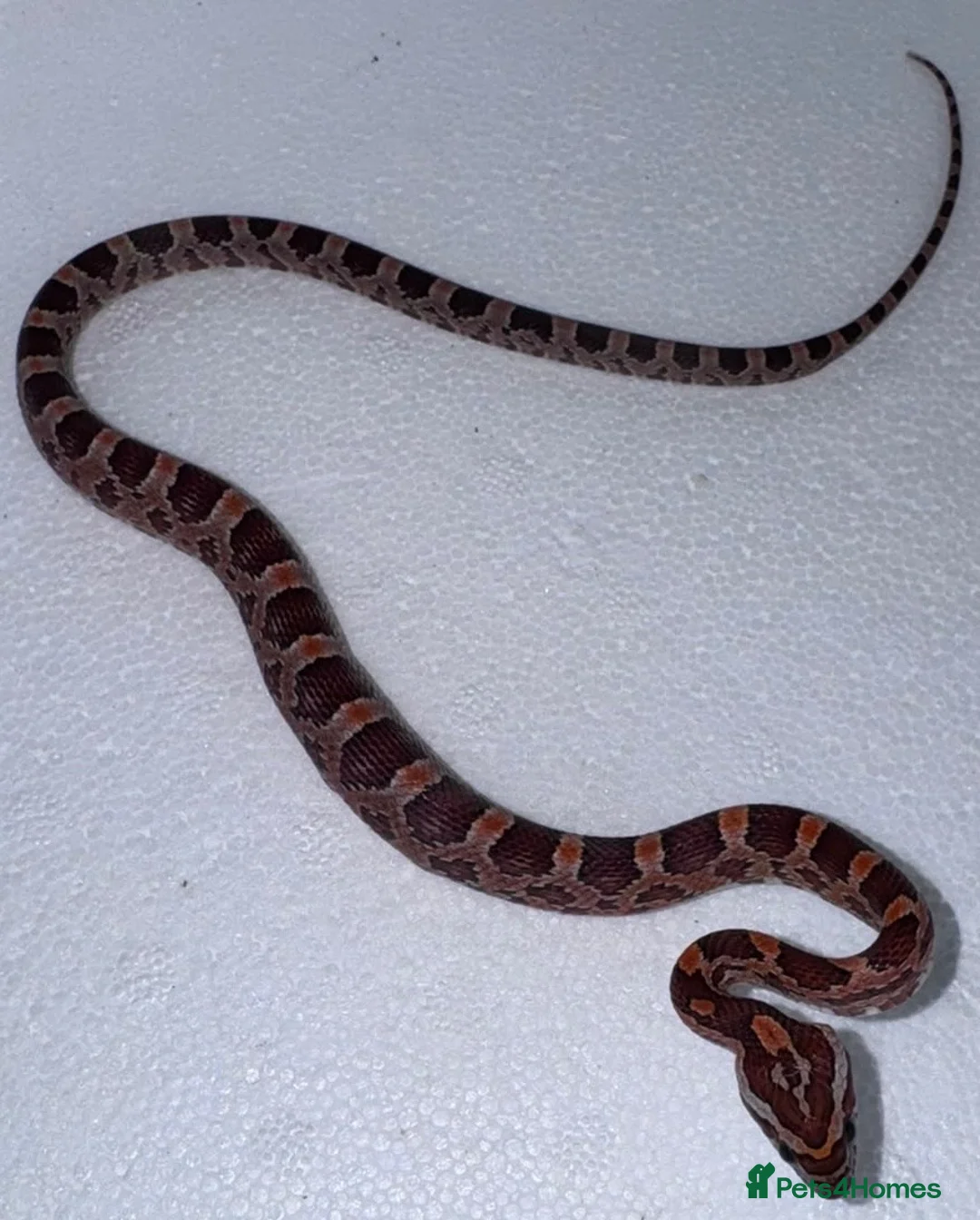 Corn Snake reptiles for sale: Baby Corn Snakes 🐍  - Advert 24