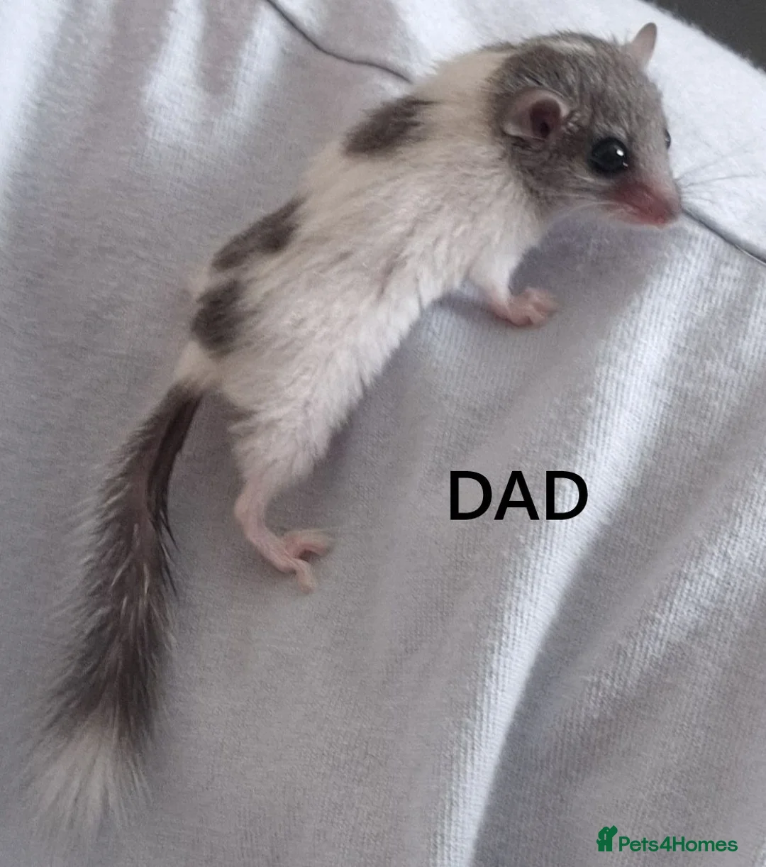 Mouse rodents for sale: 🐿️ Micro squirrels, African Pygmy dormouse mouse - Advert 1