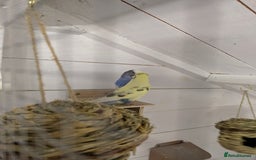 Budgerigars birds for sale: Mixed budgies nice colours  - Image 8