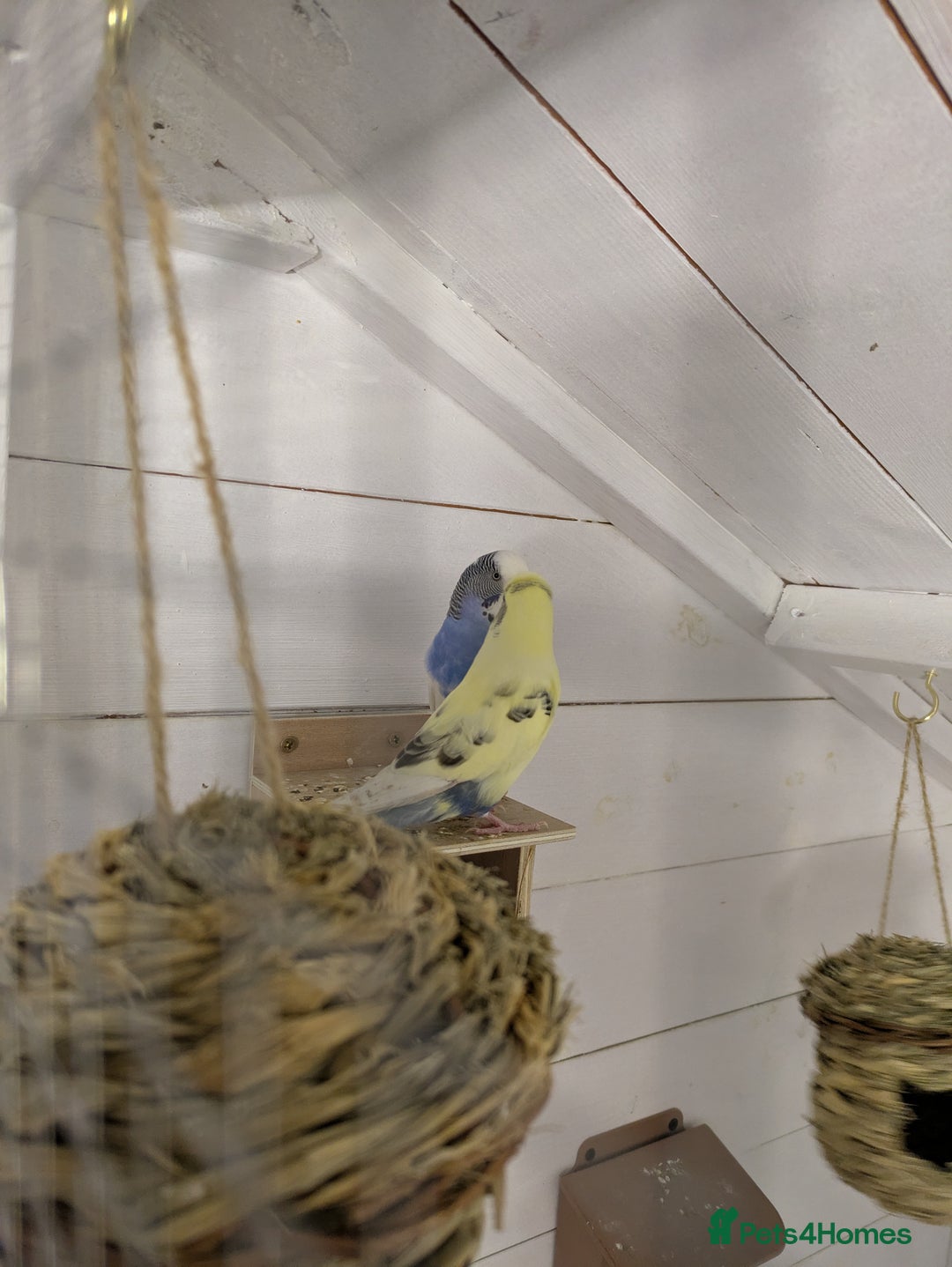 Budgerigars birds for sale: Mixed budgies nice colours  - Image 8