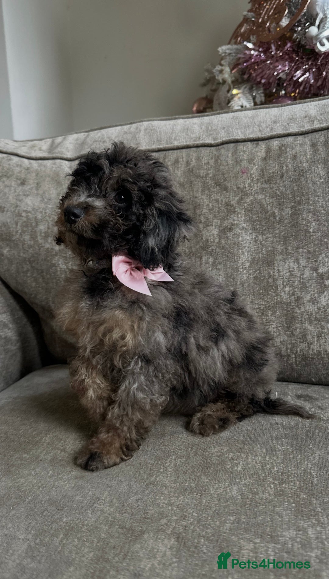 Cockapoo dogs for sale: Outstanding Cockapoos’s  - Advert 17