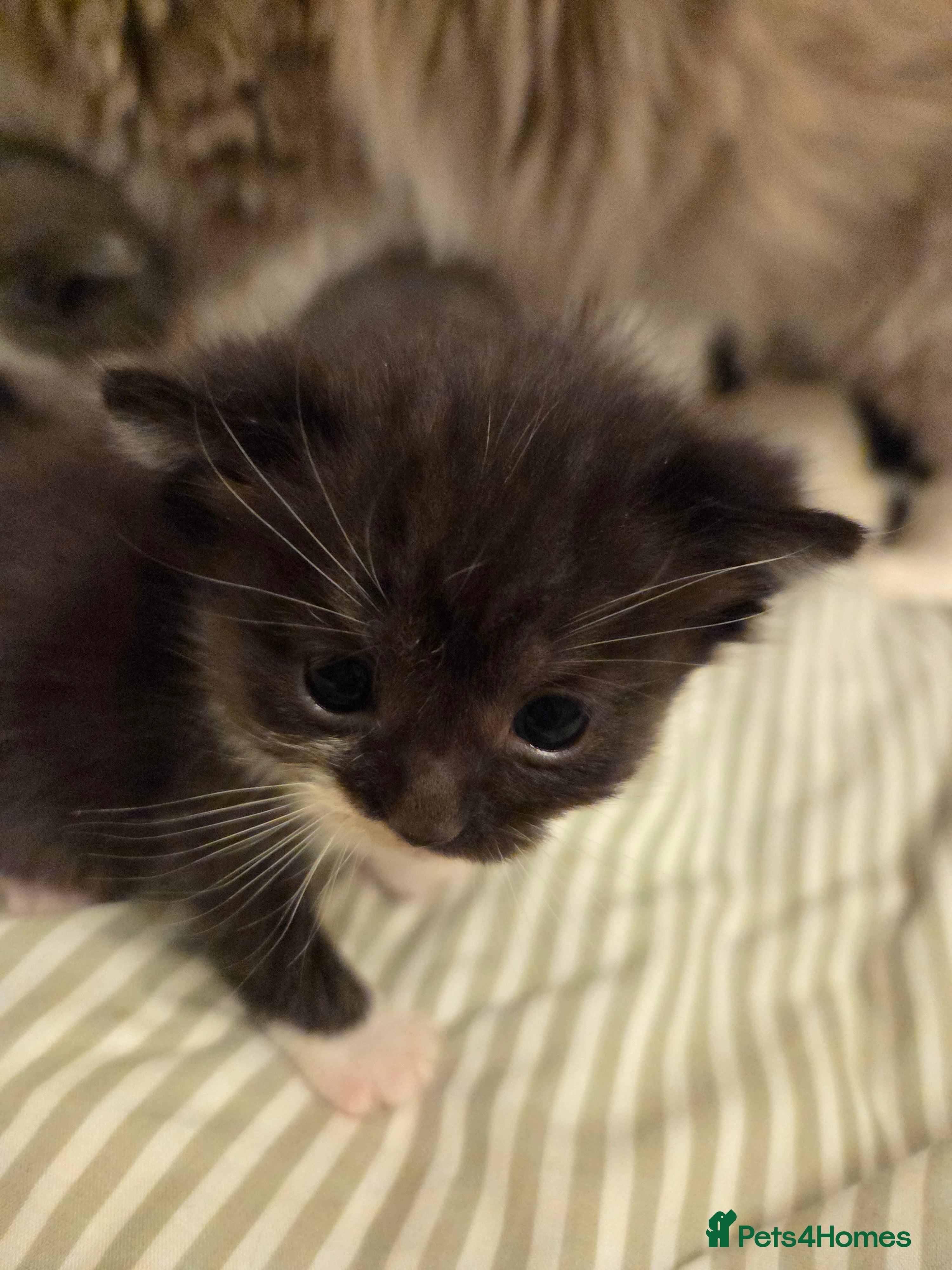 Mixed Breed cats 💓Ragdoll x Scottish straight [ prices veries]😸   - Advert 11