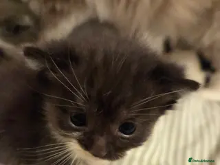 Mixed Breed cats 💓Ragdoll x Scottish straight 😸 - Advert 14