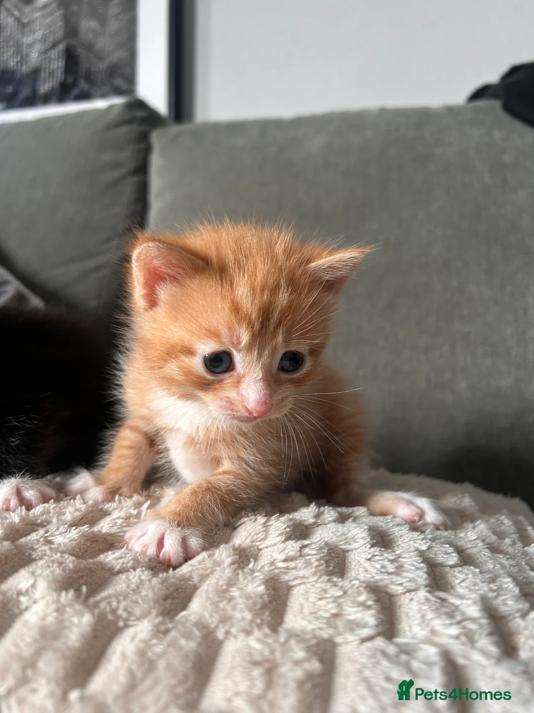 Mixed Breed cats for sale: 2 kittens for sale  - Advert 4