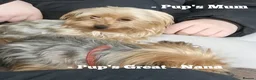 Yorkshire Terrier dogs for sale: F1 stunning purebred yorkshire terriers pup's ❤️💙 - Advert 4