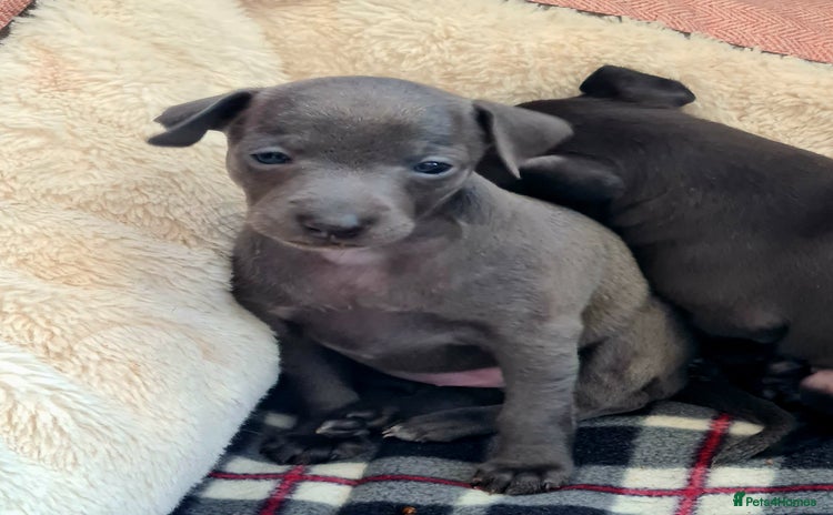 Italian Greyhound dogs - Advert 4