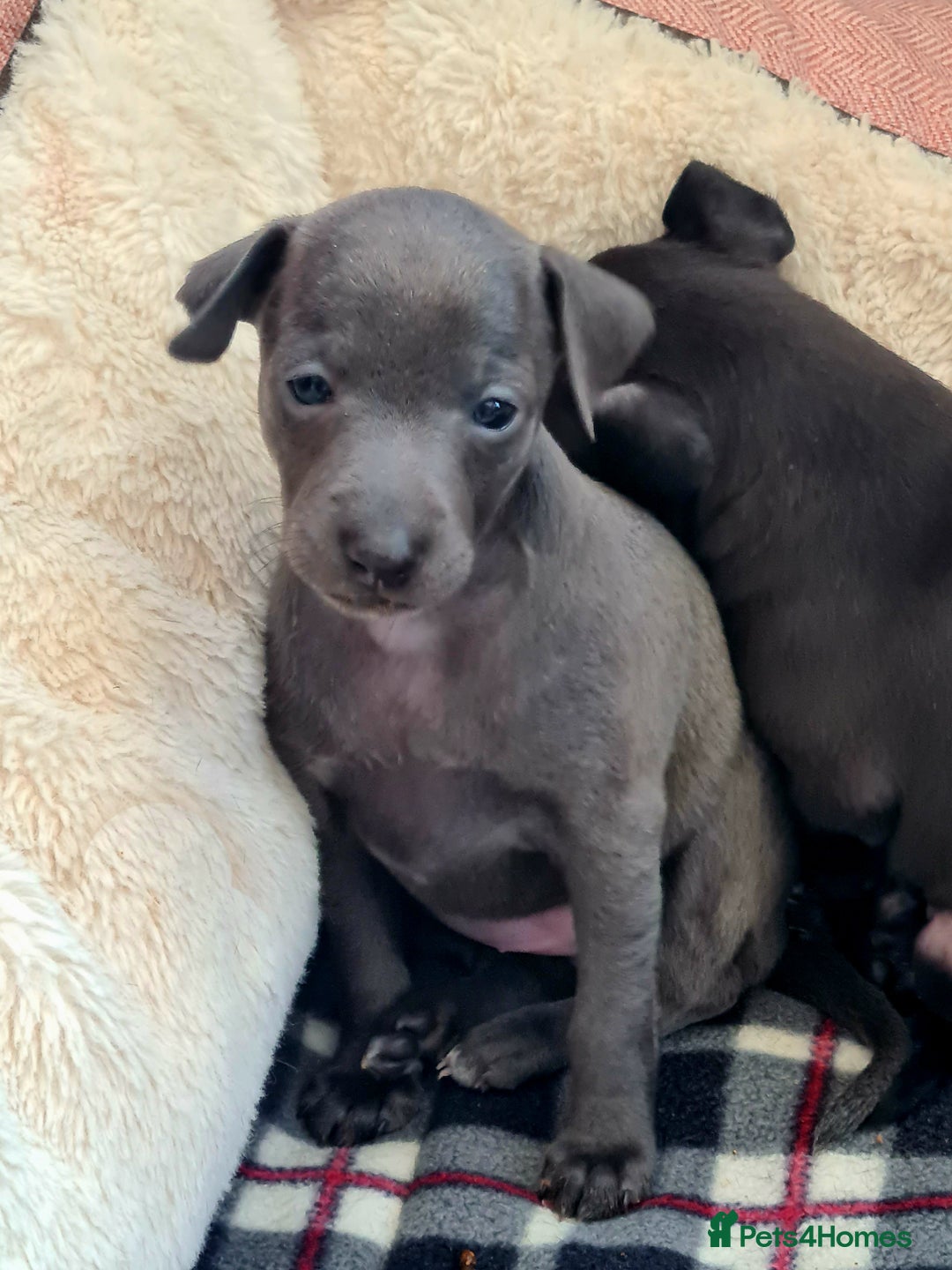 Italian Greyhound dogs for sale: KC registered. Last black boy available  - Image 6