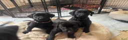 Labrador Retriever dogs for sale: 🌟Ready now! 🌟 Black Labrador puppies  - Advert 4