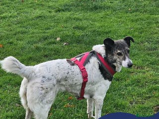 Mixed Breed dogs Meet Piper, currently residing in Derbyshire - Advert 1