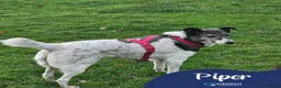 Mixed Breed dogs for adoption: Meet Piper, currently residing in Derbyshire  - Advert 1
