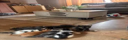 Mixed Breed cats for sale: 4 beautiful family kittens ready to leave now  - Advert 19