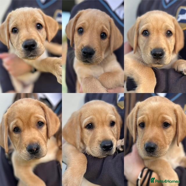 Labrador Retriever dogs Beautiful fox red labrador puppies - Advert 8