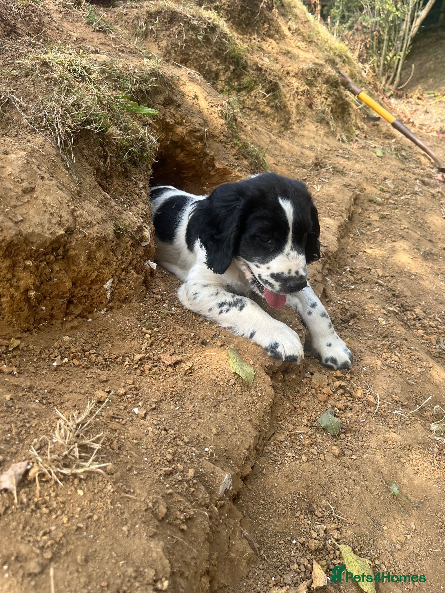 English Springer Spaniel dogs Springer spaniel pups ready to leave now - Advert 9