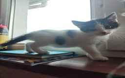 Mixed Breed cats for sale: 8 cute kittens for sale - 5 boys, 3 girls  - Image 11