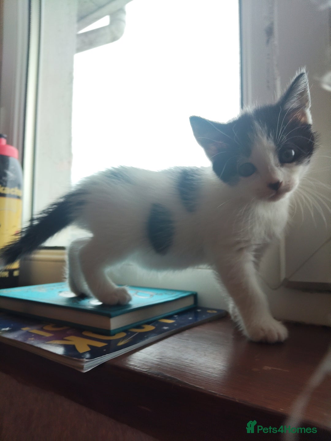 Mixed Breed cats for sale: 8 cute kittens for sale - 5 boys, 3 girls  - Image 11