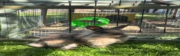 Mini Lion Lop rabbits for sale: Mini lion lop - Advert 6