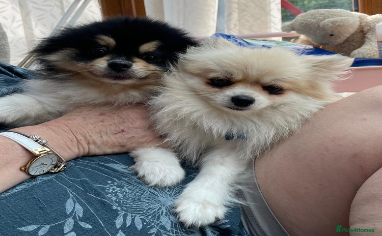 Pomeranian dogs - Advert 3