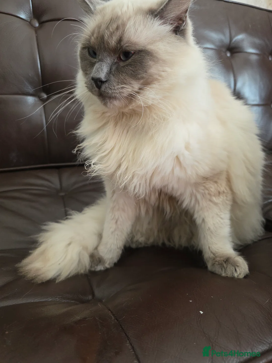 Mixed Breed cats for sale: Wonderful family male cat, persian mixed - Advert 2