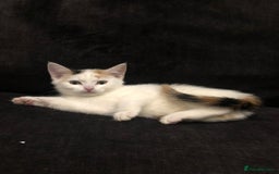 Mixed Breed cats for sale: Ginger and Tortie Kittens 2 available  - Image 12