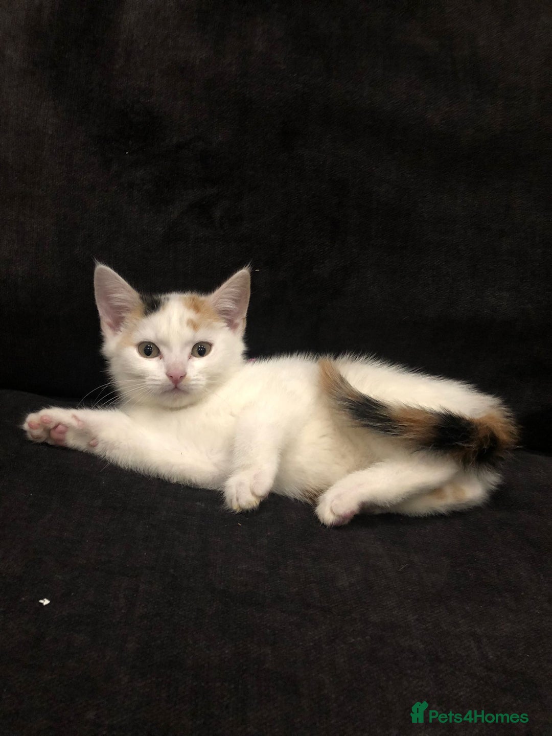 Mixed Breed cats for sale: Ginger and Tortie Kittens 2 available  - Image 12