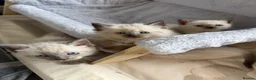Ragdoll cats for sale: 5 ragdoll kittens - Advert 7