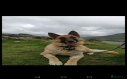 German Shepherd dogs for sale: River, 7yr old, German Shepherd (Female)  - Image 5