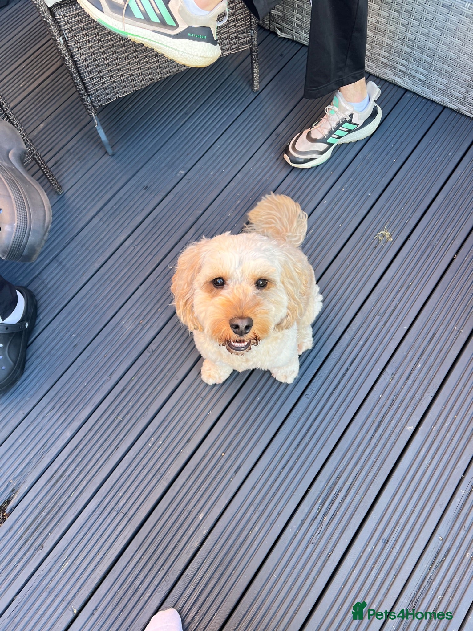 Cockapoo dogs Handsome F1 Cockapoo Stud. Proven,Healthy & Gentle - Advert 1
