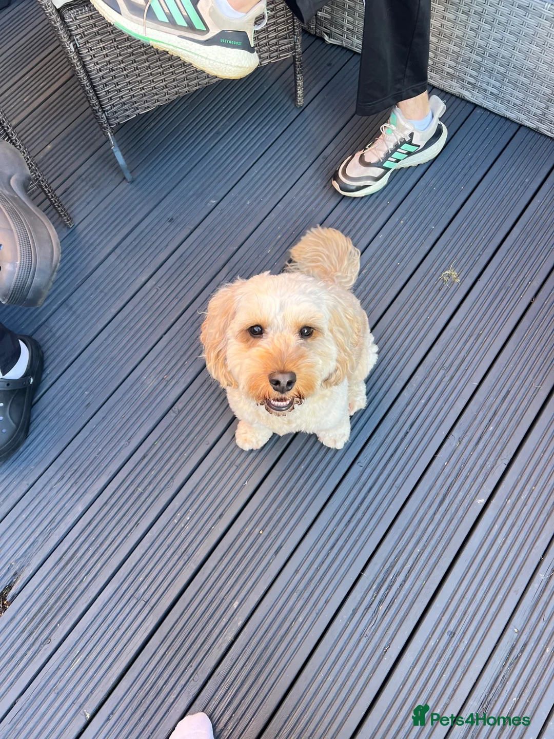 Cockapoo dogs for stud: Handsome F1 Cockapoo Stud. Proven,Healthy & Gentle in Ellesmere Port - Advert 1