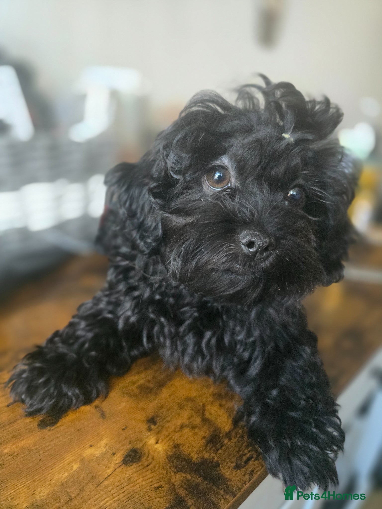 Havanese dogs Russkaya Tsvetnaya Bolonka- Rare,Devoted, Adorable - Advert 1