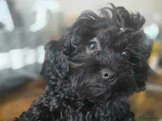 Havanese dogs Russkaya Tsvetnaya Bolonka- Rare,Devoted, Adorable - Advert 4