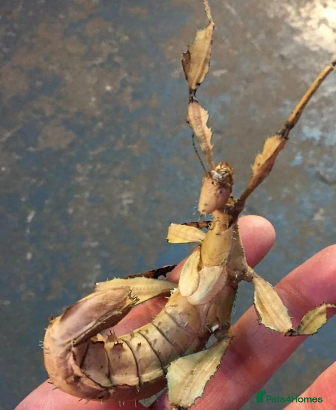 Mixed Breed reptiles for sale: Prickly stick insects - Advert 2